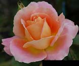 Pink Orange Rose